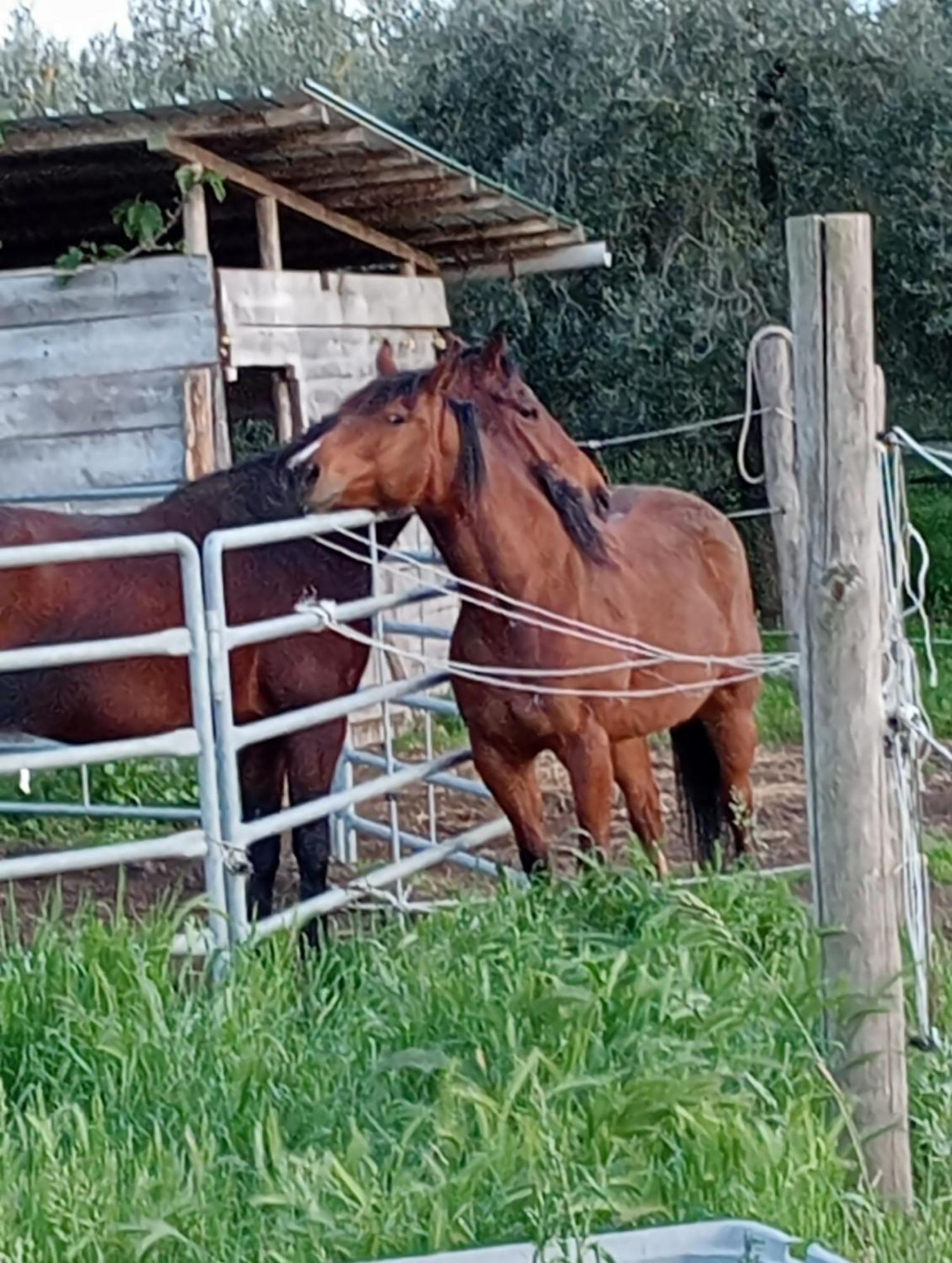I Cavalleggeri Villa Castagneto Carducci Luaran gambar
